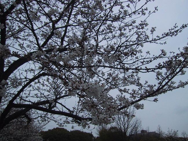 【２００８年の桜・第１弾！近場の桜はまだかいな？】<br />関東地方からは「桜満開！」の声が聞こえてきている。そろそろ私が住む大阪でも見頃になりつつあるのでは？そんな期待を持って昨日（３月２９日）・今日（３月３０日）と用事で出かけた時に、通り道の桜を車の中から眺めてはみたものの、まだまだ見頃とは言い難い。<br />昼前から降り始めた雨は、今日いっぱいやみそうにもないのだが、午後からバスで出かける用事があったので、見頃目前の桜をちょっと偵察に立ち寄ってみた。<br /><br />【メンバー】<br />一人。<br /><br />【ルート】<br />自宅−＜徒歩・バス＞−楠葉<br /><br />【表紙の写真】<br />楠葉中央公園の桜。満開に向けてラストスパート中。