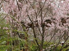 京都桜便り part 3　１．原谷苑はあともう少し～