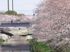 名古屋新発見　桜爛漫　山崎川