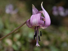 香嵐渓のカタクリの花