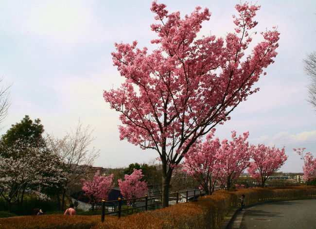 県立保土ヶ谷公園でお花見です。<br /><br />自宅から近いので、散歩がてらこの公園で季節の木立を楽しんでいます。<br />今回は、ヨコハマヒザクラの新種桜を教えてもらい、見に行きました。この公園付近の町並みに有る桜も、満開でした。