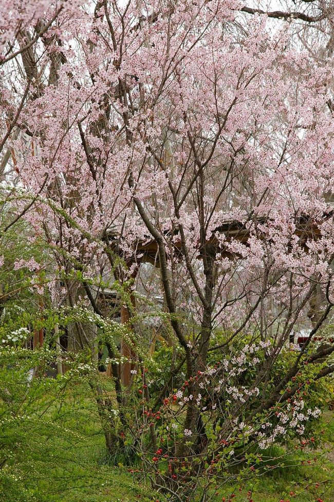 今年は原谷苑が3月31日までプレオープンされて入園も無料という事でしたので桜の状況を見ようと出かけることにしたのですがあいにく小雨が降っていました。この程度の雨ならば大丈夫と出かけたのですが、街中とは違い少し気温も低く桜は一分咲いているものの原谷苑の桜としてはまだまだでした。<br />皆さん口々にこれが咲いたら凄いなぁ～、今日は下見みたいなもんやなぁ～などと仰っていまして地元の方が多かったようです。<br />咲いてしまったのではないかとか、私が行く頃にはもう終わっているかもと心配されていた皆さんには朗報の桜便りです。<br />木瓜の花や、イチゴの木、レンギョウ、ユキヤナギ、馬酔木などが咲き桜というよりは春のお花を楽しみました。<br />昼ごろになって少し雨足がきつくなってきたので原谷苑を後にして植物園へと向かいました。<br /><br />作成中～