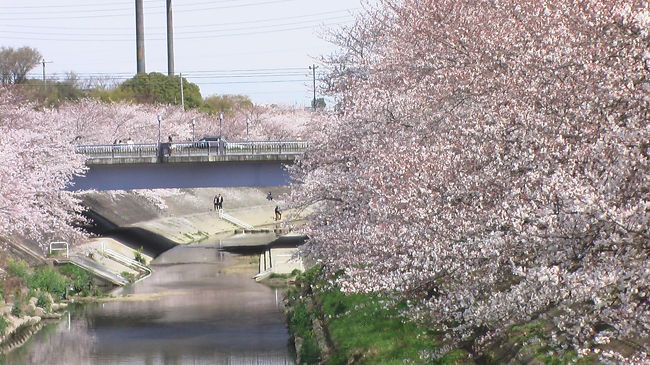 　〜2008年　春爛漫の山崎川〜<br />　<br />山崎川は名古屋でも有数なさくらの名所です。<br />　<br />さくら名所100選の地　山崎川四季の道を散策しました。<br />　<br /><br />