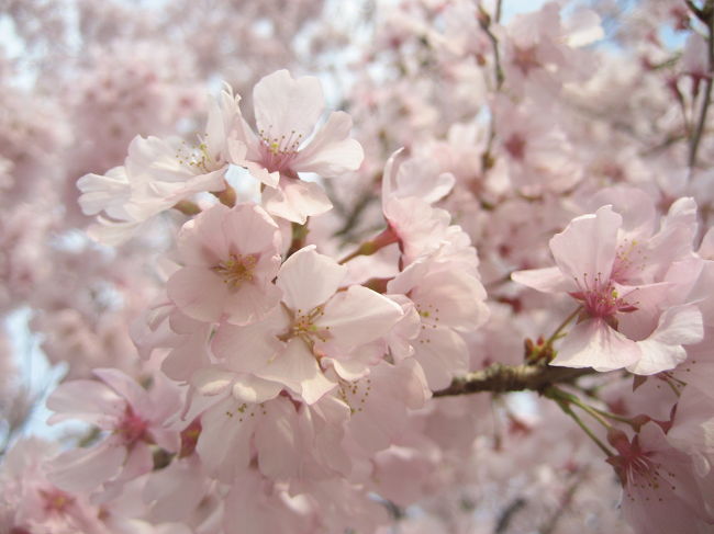 花見散策を始めたのは午後３時前。<br />ターゲットにしていた近所の公園の大小２つのグラウンドを突っ切り、２つの池の周りをまわった折り返し地点あたり。<br />それまでの曇り空がうそのように、明るい西日が射し込んできて、辺りの雰囲気が一変しました。<br />今日の写真テーマは桜と花見客だ！───とうそぶいていましたが、こうなると桜を中心とした風景写真を撮りたいという気持ちが抑えられなくなりました。<br />それにカメラを通すと、池の水面が肉眼よりも美しく鮮やかなブルーに染まることを知っているものだから、なおさら。<br /><br />というわけで、今度は曇り空のもとでは狙えなかった、池のほとりを中心とした桜のある叙情的な風景写真を次のテーマにもう１度写真を撮り直しました。<br />乙女チックと笑わば笑え、思いっ切り私好みの風景写真をめざして。<br /><br />「さくら（バラ科）<br />花言葉＝優美な女性<br />原産地＝日本、中国、朝鮮半島<br />英名＝cherryblossom<br />　日本人にもっとも愛されている、品格と優雅さをあわせもった花木。代表的なのはヤマザクラ、オオシマザクラ、ウワミズザクラ、ソメイヨシノなど。品種改良が盛んで、現在200品種以上の桜があるといわれています。<br />『清水へ祇園をよぎる桜月夜こよひ逢う人みなうつくしき』という与謝野晶子の耽美的な一首に代表されるように、独特の美しさが詩歌や絵画工芸のさまざまな作品のモチーフにされます。花言葉はこの美しい花木を女性にたとえたものです。」<br />（「花言葉【花図鑑】」写真＆監修・夏梅陸夫（大泉社）より）<br /><br />※去年（2006年）の同じ公園の花見写真<br />「うちの近所だって桜爛漫@」（2006年４月）<br />http://4travel.jp/traveler/traveler-mami/album/10137049/<br /><br />※同じく乙女チックをめざしたときの公園写真<br />「夕方の木漏れ日の散歩道」（2007年９月）<br />http://4travel.jp/traveler/traveler-mami/album/10178847/<br />「紅葉のある水際のアシンメトリックな世界」（2007年12月）<br />http://4travel.jp/traveler/traveler-mami/album/10203425/