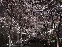 桜の古都　京都（鴨川～円山公園）