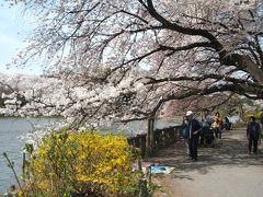 桜の花見その２《善福寺公園・武蔵野市内》