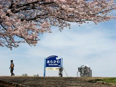  桜の荒川　新大橋より鉄橋まで