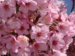 ヨコハマヒザクラ ?　桜・桜