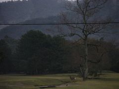 鹿男～しゃべる鹿のいる奈良公園の花見と東大寺とスイーツ情報