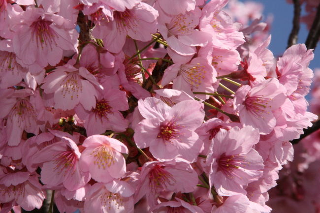 ヨコハマヒザクラ?県立保土ヶ谷公園<br /><br />四月に入り天気もいいので、再度ヨコハマヒザクラ鑑賞と公園散歩しました。今回は桜の花を多く載せました。