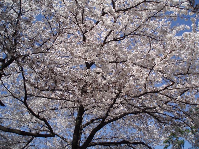 お花見がてら中野の哲学堂へ<br />いろんな建物、哲学に関する方が奉ってありました！