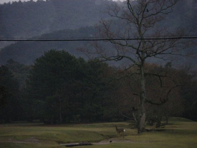 奈良公園で車でいった場合、どこに止めるかが問題。<br />東大寺付近がベストだけど、まず無理。大仏前は30台しか<br />とめられないし、<br />その先の東大寺三山駐車場は食事して３時間以内ならともかく、時間貸しなのでちょっとやばい。<br />ゆつくりするなら1日貸し(1000円)がいい。<br />そうなると、県庁の駐車場。しかし、味気ない。<br />http://www.parking.city.nara.nara.jp/parking/<br />ということで今回は「県営高畑駐車場」<br />ここはある意味穴場で奈良公園をつっきって「東大寺」<br />「興福寺」「ならまち」「春日大社」すべてにいける。<br />(ただし、お年寄り同伴なら、県庁がお勧め)<br />http://www.pref.nara.jp/narakoen/toho-map.html<br /><br /><br />さてさて、奈良公園にこだわったのは「しゃべる鹿」が<br />いるかも知れないということからだ。<br /><br />しゃべる鹿は「飛火野」にいる(ことになっている)<br />http://www.pref.nara.jp/narakoen/<br /><br />まあ、「鹿男あおによし」の設定なんだけど、なんだか<br />それっぽい。