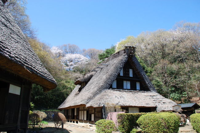 春風に誘われるように、カメラを持って桜の園を<br />たずねた。昨日の雨にも春風にも耐えて懸命に<br />咲いている桜の花に<br /> ありがとう <br /> 素晴らしい私だけの時間を。<br /><br /> <br />我が家からバイクで15分<br />川崎市多摩区にある日本民家園を訪ねた。<br /><br /> 越中五箇山の桂集落から移築(山田家)<br /> 青空と裏山の春の彩が日本の美を感じます。<br />