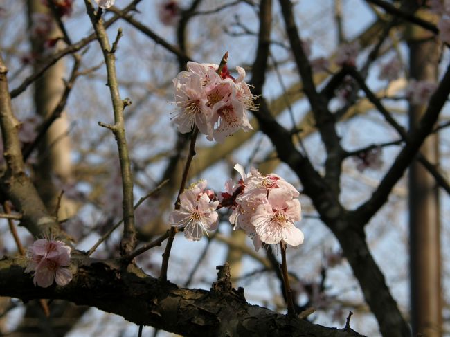 田浦、という地名はなんだかやさしい響きに感じる。<br />梅の足元の水仙もきれいな、梅の里でした。