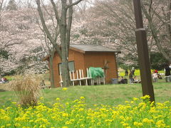 念願の桜の季節の森林公園（1）でも桜はまだ４分咲きだって