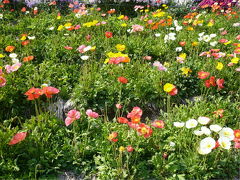 春の香り♪花いっぱいの南房総