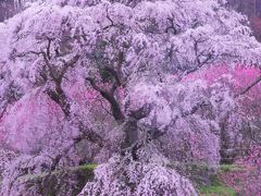 又兵衛桜