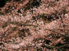 天然記念物　日本三大桜！　樹齢１５００年の根尾谷淡墨桜（ねおだにうすずみざくら）/淡墨公園　岐阜県本巣市　(旧本巣郡根尾村）