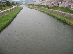 京の春爛漫　2008　賀茂川堤・高野川堤