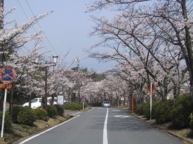 【２００８年の桜・第２弾！見頃を迎えた近場の名所へ】<br />３月３０日の段階ではまだ十分な見頃とは言えなかった桜だが、着実に満開に向けて花を開かせている。たまたま所用があって午前半日の休みを取ったので、ついでとばかり母と愛犬・３代目ポピーを連れ出して、近場の桜を見に行くことにした。<br />枚方カントリー倶楽部。大阪府と京都府の境に位置するゴルフ場である。枚方市のホームページには、「市内の桜の名所」の一つとして掲載されているし、京阪バスで桜を巡るスタンプラリーのポイントにもなっているようで、地元では結構有名な名所なのである。約１０年前に一度見に行ったことがあるのだが、休日で車がびっしり、それでも現地に着いてその見事なさまに感動したことを思い出し、平日なら空いているだろうと期待して車を走らせた。<br /><br />【メンバー】<br />母と犬連れ。<br /><br />【ルート】<br />自宅−＜自家用車＞−枚方カントリー倶楽部<br /><br />【表紙の写真】<br />枚方カントリー倶楽部の「桜のトンネル」。