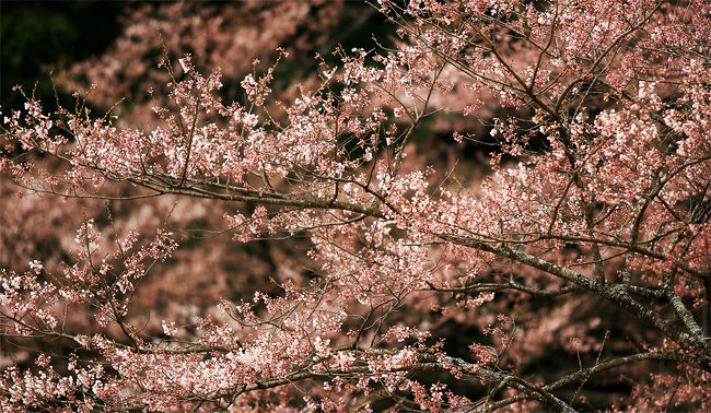 淡い墨の桜と書いて「うすずみざくら」と読みます。<br />福島県は会津五桜のひとつに薄墨桜がありますが、<br />別のもの。<br /><br />淡墨桜は、岐阜県本巣市の淡墨公園にある樹齢千五百年以上の彼岸桜の古木。<br /><br />淡墨桜は、蕾のときは薄いピンク、満開に至っては白色、散りぎわには特異の淡い墨色になり、淡墨桜の名は、この散りぎわの花びらの色に因んで名付けられました。<br />樹高16.3m、幹囲目通り9.91m、枝張りは東西26.90m、南北20.20m。樹齢は1,500余年と推定され、継体天皇お手植えという伝承があります。<br /><br />三春の滝桜（福島県田村郡三春町）、実相寺の神代桜（山梨県北杜市）と並ぶ日本三大桜と称され、1922年 （大正11年） 10月12日には、二つの桜と共に国の天然記念物に指定されました。毎年の開花の季節には多くの観光客が訪れるそうです。（Wikipedia参考）<br /><br />1500年もの間、世の中を見つめてきた古木に<br />枝を支える力は残っておらず、多くの添え木に支えられています。<br /><br />地元の方が寂しげに、<br />「年々、蕾の数も減ってきとる。。。」<br />という言葉が心に残りました。。<br /><br />