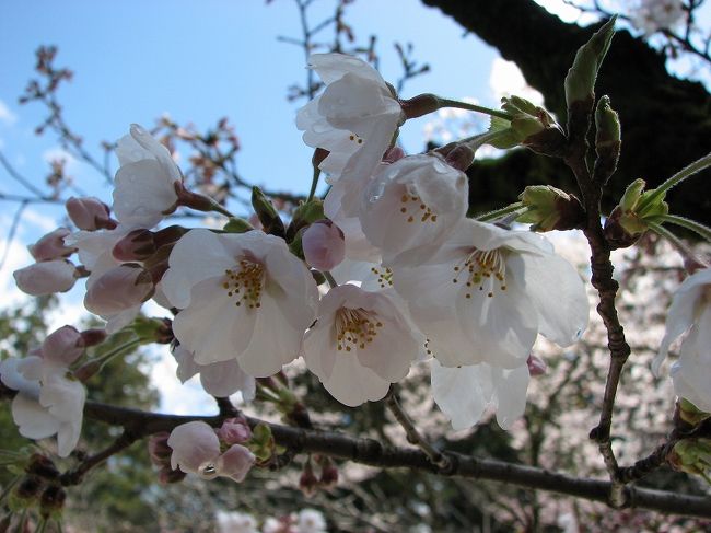 諏訪で雪に降られ慌てて予定変更<br />甲府へ　新府城址から武田神社へ<br /><br />冷たい風の吹く新府城址から、<br />桜咲く武田神社へ。<br /><br />武田神社　ＨＰ<br />http://www.takedajinja.or.jp/<br /><br />昨年歩いた舞鶴城(甲府城）<br />http://4travel.jp/traveler/jiiji/album/10131408/