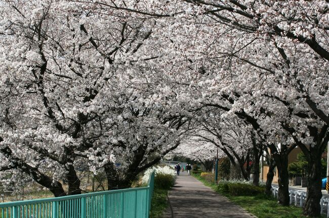 2008春、桜探訪・天白川(1/3)：ソメイヨシノの並木、川原の菜の花、雪柳、木瓜