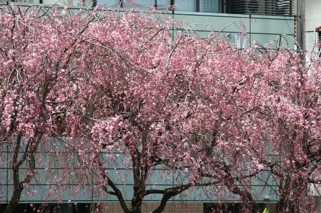 天白河畔の桜紹介の続きです。ソメイヨシノに続いて、枝垂れ桜も開花していました。(ウィキペディア)