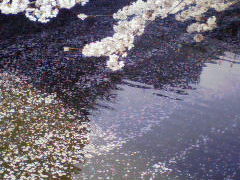 2008年東京の桜見物～目黒川
