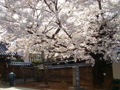 青山霊園の桜はトンネルとなって