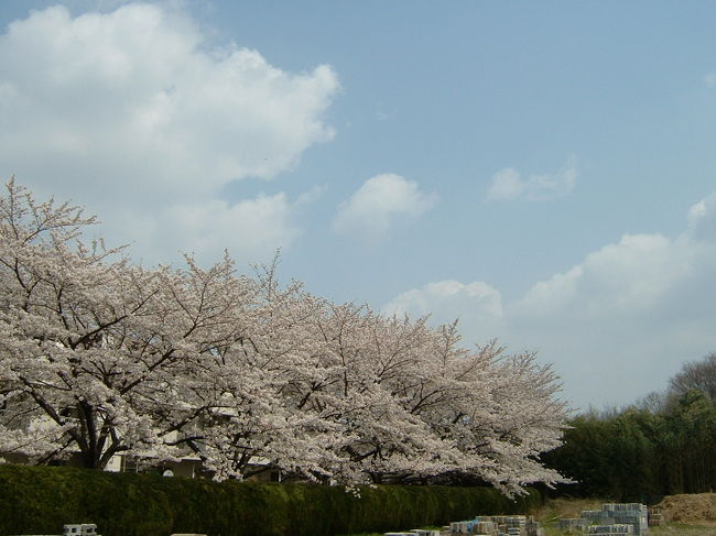 折角、桜が咲いたのに花冷えの日が続いて‥‥雨もポツポツです。<br />桜は待ってくれません。撮影決行です　　<br /><br />そして、今日はやっとお天気　　\（＾o＾）／<br />勿論、今日も撮影決行です。