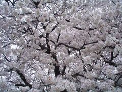 桜満開お花見へ。用賀駅下車「砧公園」と「世田谷美術館」。/Yoga in Tokyo/