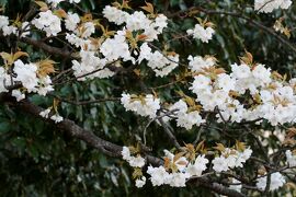 2008春、桜探訪・名古屋城(2/4)：染井吉野、八重紅枝垂れ、山桜、天守閣、お堀、石垣