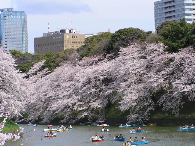 東京生まれ、東京育ち<br />近所だったり、東京の桜の名勝だったりと<br />毎年、お花見はするのに、あまり、ちゃんと写真に残したことがなかった。<br /><br />京都にまで桜を撮りに行ったりしたのに・・・何故？<br />と思ったのが去年の新宿時御苑。<br />今年は、東京の桜をいっぱい撮るぞ！！<br />と意気込み、東京桜散策を決行<br /><br />まずは、超有名な千鳥ヶ淵を目的に<br />半蔵門→千鳥ヶ淵緑道→北の丸公園→靖国神社→外濠公園（市ヶ谷→四ツ谷→市ヶ谷→飯田橋）<br /><br />歩きました。いっぱい。<br />天気も良く、お花見日和。<br />笑顔に溢れていた１日でした。<br />※満開の桜と青空というタイミングは、なかなか難しいとその後痛感しました。（追記）<br /><br />まずは、千鳥ヶ淵緑道<br />千鳥ヶ淵緑道は２つに道が分かれてます。<br />桜の季節だけなのでしょうか、順路があります。<br />九段下→半蔵門　というのが淵側を歩く順路です。<br />お昼過ぎには、千鳥ヶ淵に入るのに待ち行列ができます。<br /><br />半蔵門→九段下というのは、道路側です。<br />勿論、ここからでも充分見られますが<br />想像の景色とはちょっと違うかも。<br /><br />