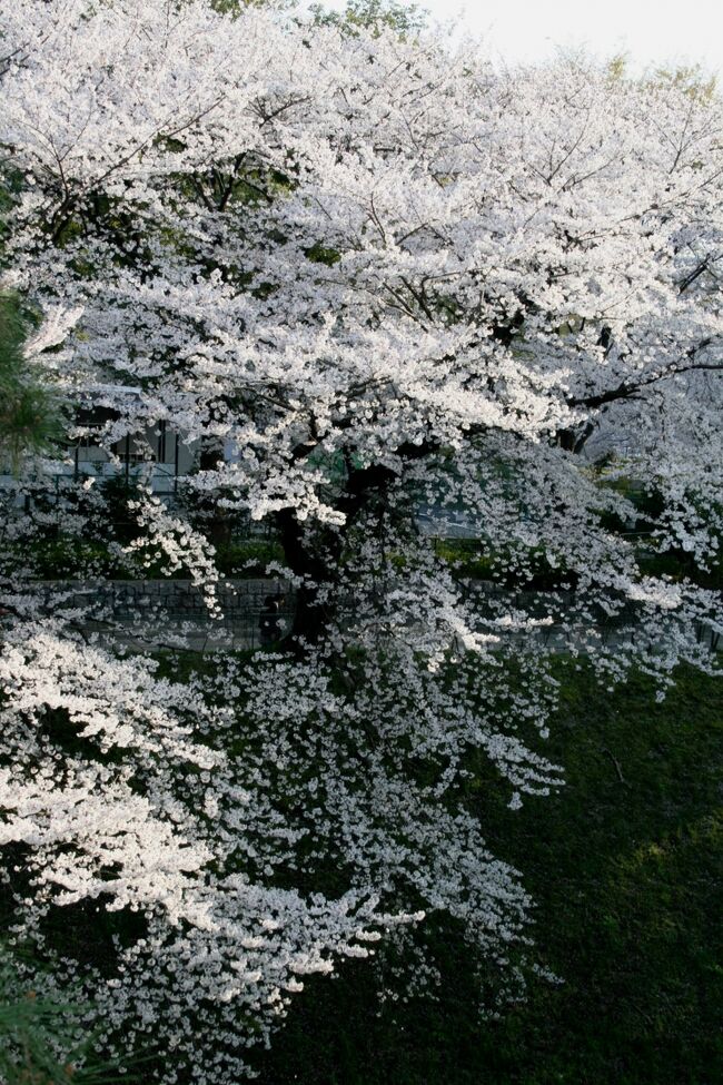 名古屋城の桜です。花吹雪になりました。今年の桜も、数日でお終いのようです。