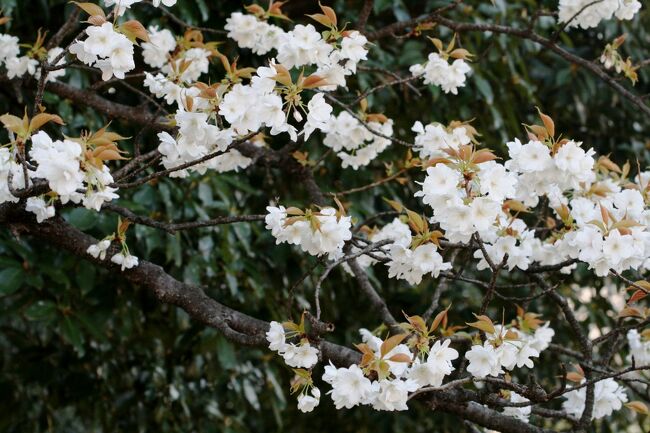 名古屋城の桜です。花吹雪になりました。今年の桜も、数日でお終いのようです。