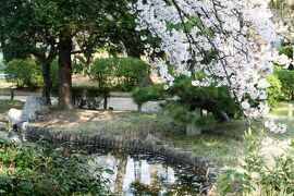 2008春、桜探訪・名古屋城(3/4)：染井吉野、八重紅枝垂れ、天守閣、本丸庭園、椿