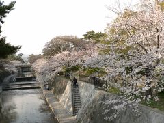 桜満開の夙川公園