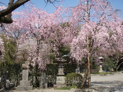 深大寺の満開の桜を見てきました　