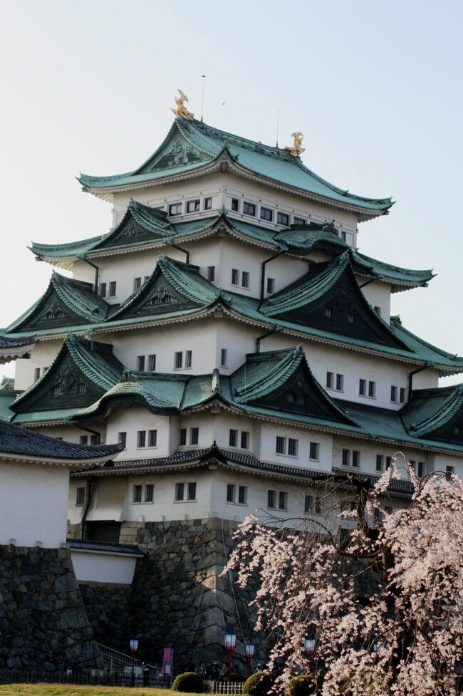 名古屋城に入場しての桜探訪は、思いがけない風情のある光景にも出会うことができます。また、夜桜見学をしながらの宴席を楽しむこともできます。