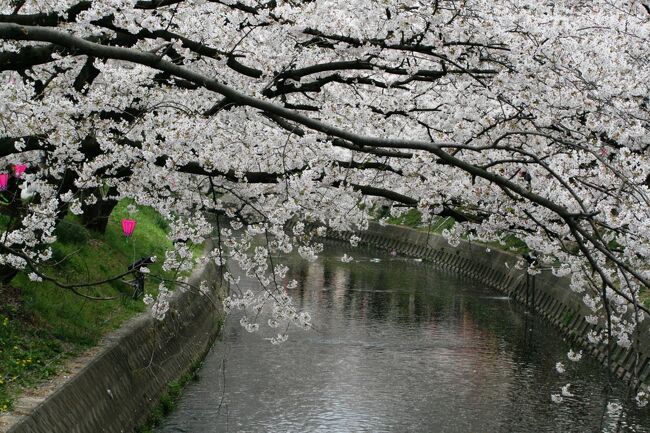 岩倉市を流れる五条川の桜です。先日、地元の新聞の1面に、ライトアップされた五条川の桜が、上空からの写真で紹介されました。