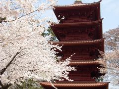 『桜の　散歩道！』　（我が家！の　ご近所　風景！を　ご紹介！）　