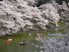 桜を愛でる旅～千鳥が淵編～