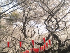 念願の桜の季節の上野公園（1）提灯桜通りの桜トンネルと東京国立博物館・常設展「博物館でお花見を」