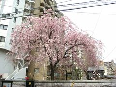 続　東京のサクラは　そろそろ末期