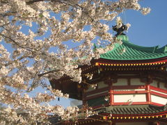念願の桜の季節の上野公園（2）念願中の念願！───不忍池の桜