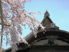 醍醐寺のサクラ