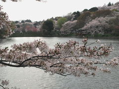 神奈川県立・三ツ池公園　桜 ?