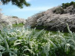 2008.03 桜満開の江戸城散歩? 千鳥ヶ淵・北の丸公園