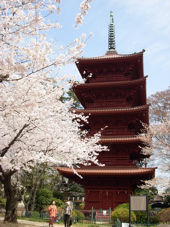 　４月に　なって、東京　地方！は、　只今、ーーー桜！　真っ盛り！<br /><br />　それで、　私・・・我が家の　ご近所！を　久しぶり！に　歩いてみました。<br /><br />　まずは、千葉県・市川市の　大きな　お寺『中山　法華経寺』（ほっけきょうじ）へと　ご案内！・・・。<br />　ーーー「夏ごろは、（私の）早朝　ウォーキングの　コース！」ですが　寒さ！から　やっと　暖かくなった　<br />　・・・この　時期！（桜の　季節！）は　（我ながら）意外にも『初めて〜〜！！！』<br /><br />　「エェ〜〜ッ！？？？」　参道！の　桜の　見事なこと！　<br />　境内の　建築物！などが　沢山！あって　見応え！アリ！な　コト　ｅｔｃ・・・と、　ーーー『新鮮！な　驚き！と　楽しい！　発見』が　<br />＜＜＜嬉しい！　ご近所！　散歩＞＞＞と　なりました。<br /><br />　まるで、・・・京都を　旅して・・・　　桜！を　眺めているような　『贅沢！な　ひと時』が、　<br />　（お金も　時間も　掛けなくても）『いつもの　自分の　散歩道！で　感じられる』・・・なんて。。。<br />　そんな　幸せ！感・・・　が、　何て　いいんだろう〜。（喜）<br />ーーーーーーーーーーーーーーーーーーーーーー<br /><br />　近くの　日本画！の　巨匠！『東山　魁夷　記念館』も　初訪問！　<br /><br />　ここは　ドイツ！？？？と　いった　雰囲気！の　建物と　花の　美しい！　庭園。。。<br /><br />　モチロン、数々の　本物の　魁夷の　日本画！（中は　撮影　禁止）は　『素晴らしい！　　見事なまでの　芸術　作品！』に　圧倒される！ばかり・・・。（♪）<br />ーーーーーーーーーーーーーーーーーーーーーー<br /><br />　更に、三日前！　夕方に　歩いた！<br />　日本を　代表する　『中山　競馬場』も　ご紹介！！！<br />　夕暮れ！　迫るーーー馬の　厩舎！や　桜　並木！の　美しい！　競馬場の　附近の　様子！など<br />　を　ご覧　下さいませ。<br /><br />　何処も　我が家！から　歩いて　２０分位・・・。<br />　この　３箇所！は　近いので　全て！を　一度！に　廻っても　約　１時間！も　あれば　廻れます。<br /><br />　暖かい！　日差し！を　浴びながら、<br />　桜　吹雪！に　包まれた！　<br />　素敵！な　『ご近所！の　散歩道』・・・。　<br />　